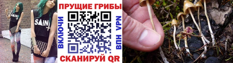 Псилоцибиновые грибы GOLDEN TEACHER Богородицк